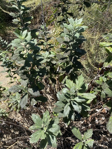 iNaturalist observation photo of California mugwort
