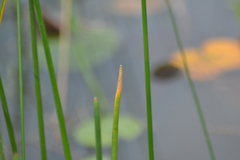 Eleocharis equisetoides