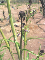 Caulanthus heterophyllus