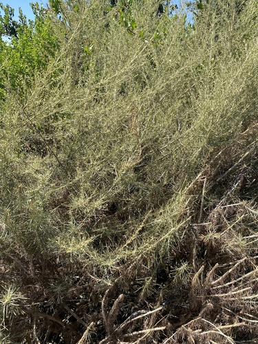 iNaturalist observation photo of California sagebrush