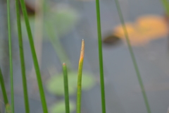 Eleocharis equisetoides