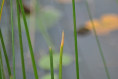 Eleocharis equisetoides