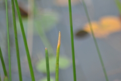 Eleocharis equisetoides