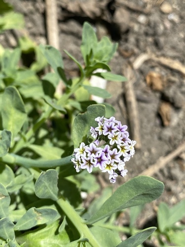 iNaturalist observation photo of alkali heliotrope