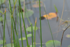 Eleocharis equisetoides