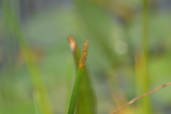 Eleocharis equisetoides