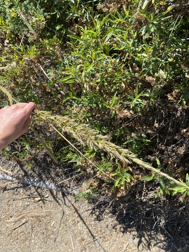 iNaturalist observation photo of giant wild rye