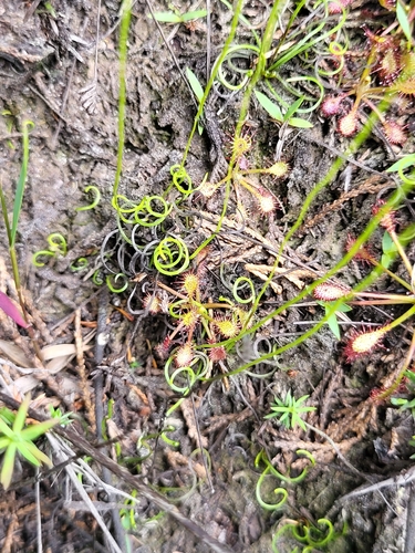 Little curlygrass fern (Schizaea pusilla)