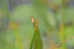Eleocharis equisetoides