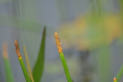Eleocharis equisetoides