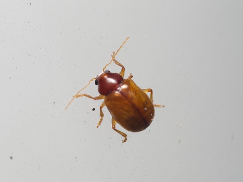 Metachroma pellucidum