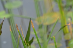 Eleocharis equisetoides