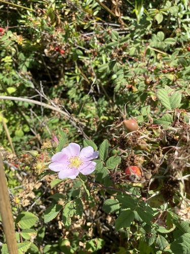 iNaturalist observation photo of California Wild Rose