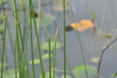 Eleocharis equisetoides