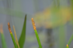 Eleocharis equisetoides