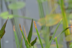 Eleocharis equisetoides
