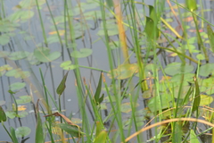 Eleocharis equisetoides