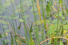 Eleocharis equisetoides