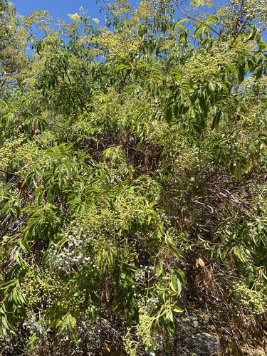 iNaturalist observation photo of blue elder