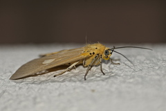 Asota plaginota