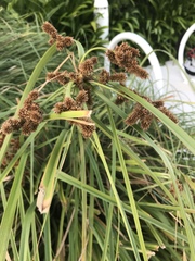 Cyperus ligularis image
