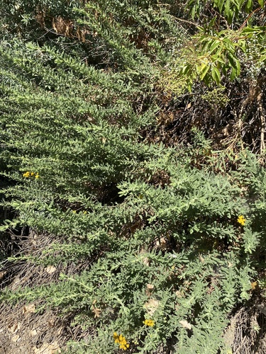 iNaturalist observation photo of Coastal Goldenbush