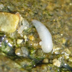 Maricola