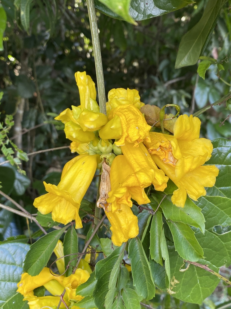 Anemopaegma setilobum