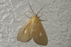 Asota plaginota