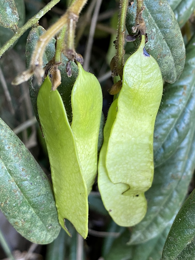 Machaerium oblongifolium