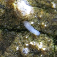 Maricola