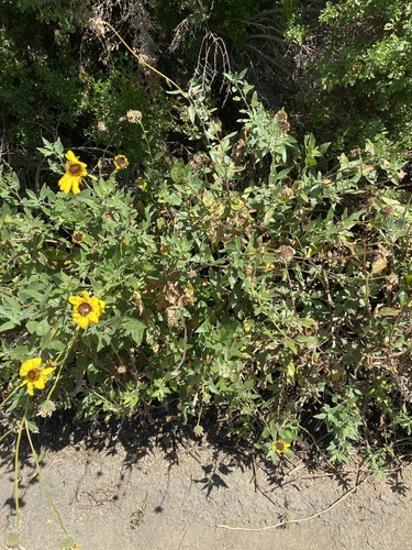 iNaturalist observation photo of California brittlebush