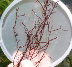 Gracilariaceae