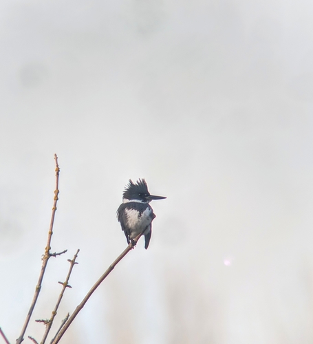 Belted Kingfisher photographed in Oregon