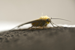 Asota plaginota