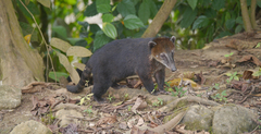Nasua olivacea