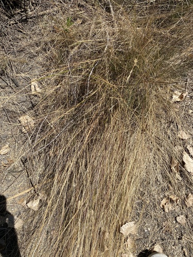 iNaturalist observation photo of smallflower melicgrass