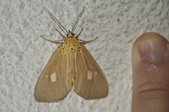 Asota plaginota