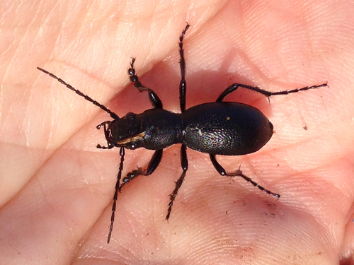 Subcylindrical Night-stalking Tiger Beetle