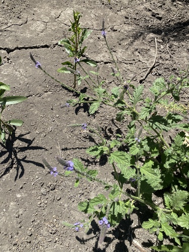 iNaturalist observation photo of western vervain