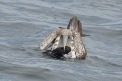 Apristurus brunneus