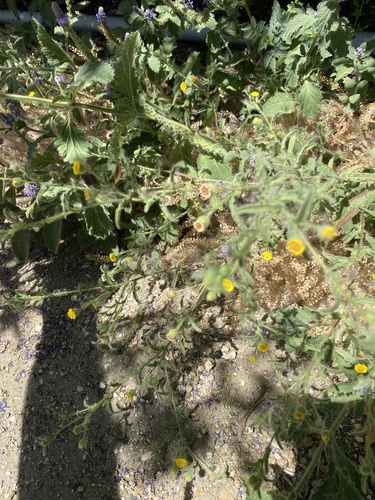 iNaturalist observation photo of Spanish False Fleabane
