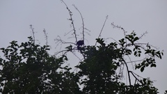 Parabuteo unicinctus