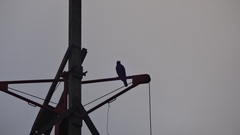 Parabuteo unicinctus