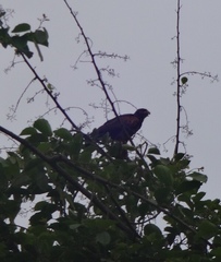 Parabuteo unicinctus