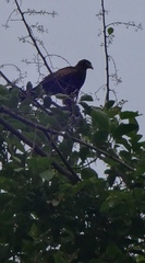 Parabuteo unicinctus