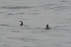 Synthliboramphus craveri