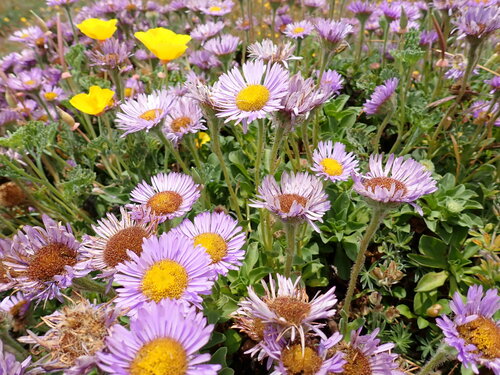 Erigeron glaucus