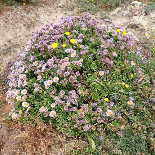 Erigeron glaucus