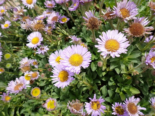 Erigeron glaucus